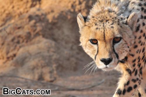 Cheetah, Okonjima Namibia
