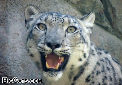 The Philadelphia Zoo Snow Leopard ( Close Up )