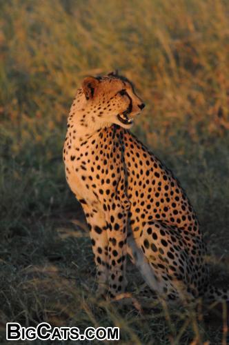 Sunsetting on the cheetah