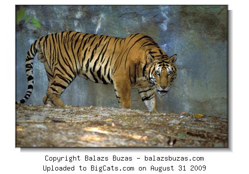 Tiger (Panthera tigris), Khao Kheow Open Zoo, Thailand