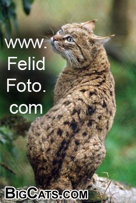 indian wildcat - FelidFoto.com
