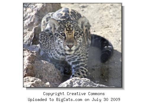 Northern Chinese Leopard