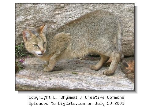 Jungle Cat from Munsiyari, Uttarakhand, India