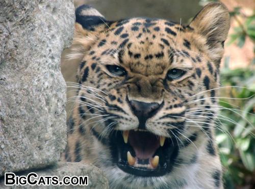 Philadelphia Zoo - Amur Leopard 2012 Only 40 Or So Left In The Wild :-( bigcats.tripod.com