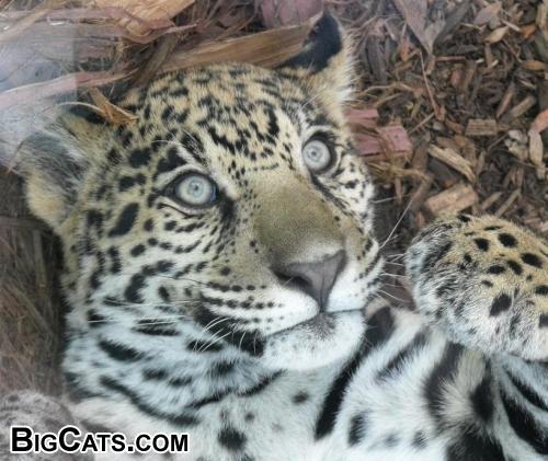 Lucha - Jaguar Cub @ The Philadelphia Zoo - 5 months old