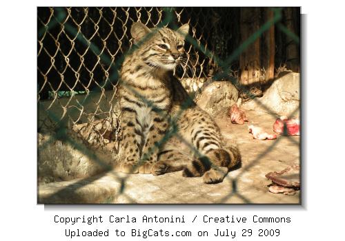 Gato montes americano, Zoologico de Corrientes, Argentina