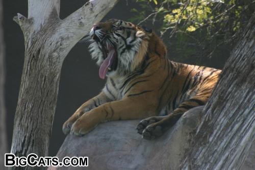 Tiger Yawning (Phoenix AZ)