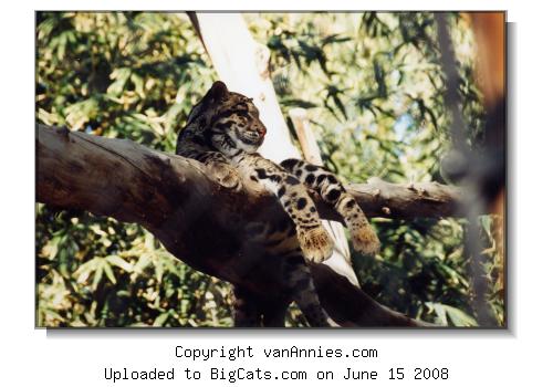 Clouded Leopard at the Phoenix Zoo