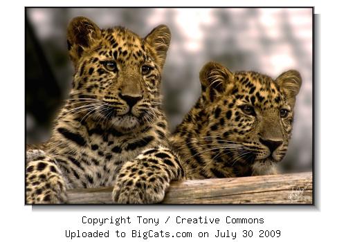 Amur Leopards (Panthera Pardus Orientalis)
