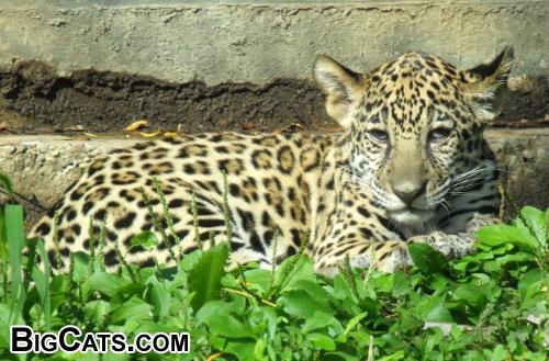 Lucha - Jaguar Cub Philladelphia Zoo 3 Months Old