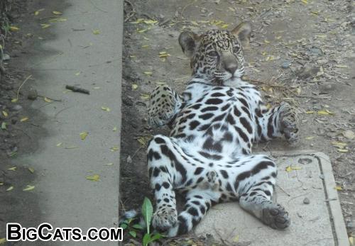 Jaguar Cub - Lucha - Philladelphia Zoo - 3 months old