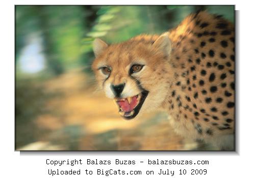 Asian Cheetah (Acinonyx jubatus venaticus) female "Marita", Pardisan Park, near Tehran, Iran