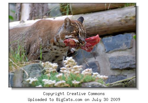 Golden Cat with food.