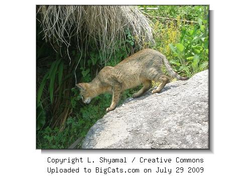 Jungle Cat on Rock, Uttarakhand