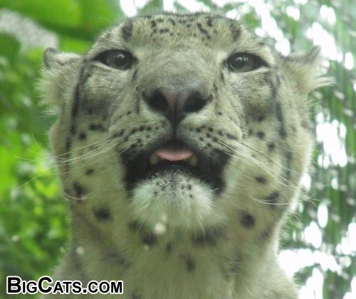 Snow Leopard - Philadelphia Zoo 2011