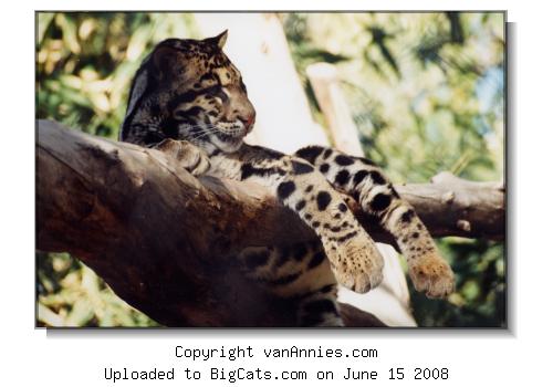 Clouded Leopard at the Phoenix Zoo